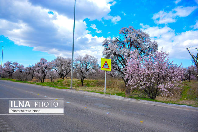بهار کرونایی از راه رسید 