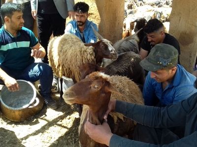 آیین سنتی شیردوشان «امامدر دیباج» بهمن ماه برگزار می شود