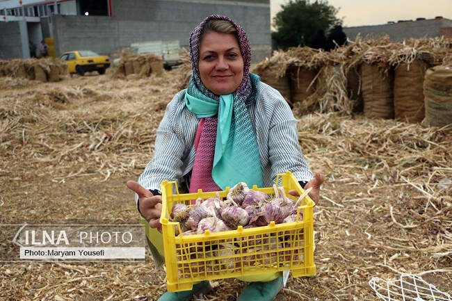 برگزاری ششمین همایش سیر در شهر تیمورلو شهرستان آذرشهر