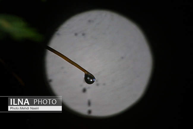 قطرات باران بر  شاخ و برگ درختان