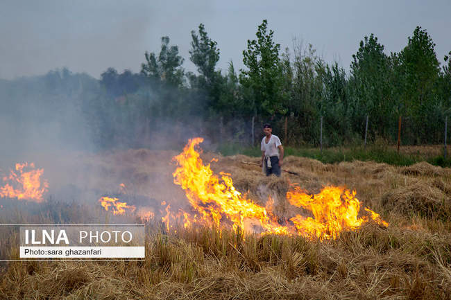 برداشت برنج در مازندران و آتش زدن بقایای آن 