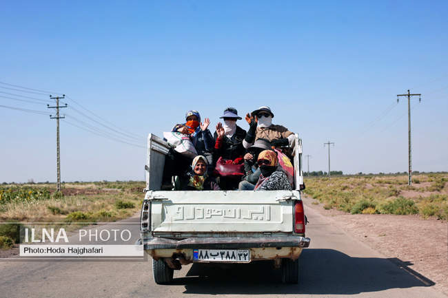 برداشت پسته از باغات نیشابور