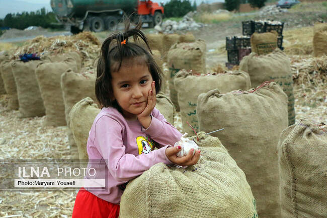 برگزاری ششمین همایش سیر در شهر تیمورلو شهرستان آذرشهر