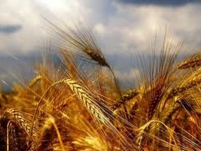 پرداخت ۹۷۶ میلیارد تومان از مطالبات کشاورزان
