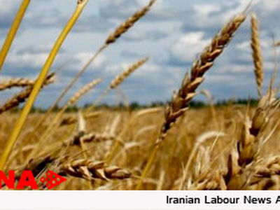 پرداخت مطالبات گندمکاران و صندوق بیمه کشاورزی