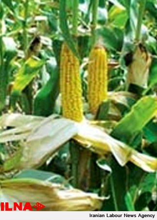 قیمت جدید ذرت بذری