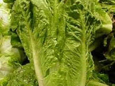 خواص بی نظیر مصرف کاهو در دوران بارداری