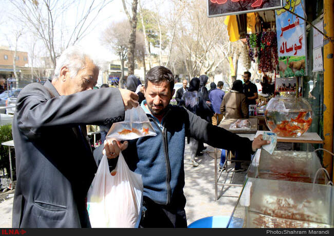 ماهی قرمز