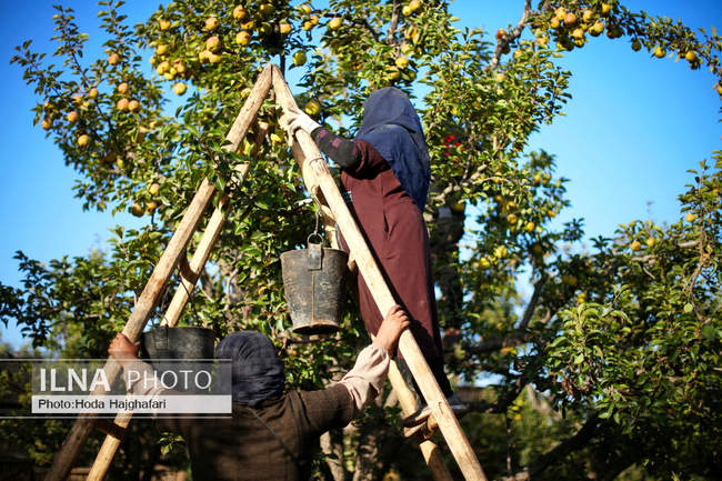 برداشت گلابی از باغات چناران