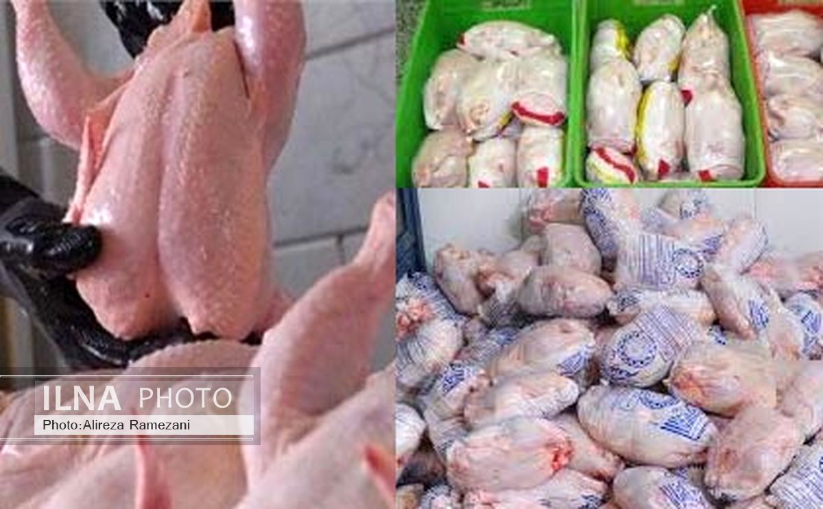 ممنوعیت جابه جایی و توزیع مرغ بدون کد رهگیری 