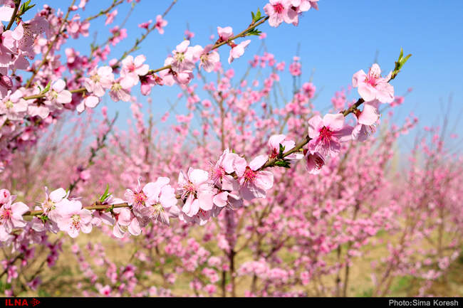 شکوفه های بهاری در همدان