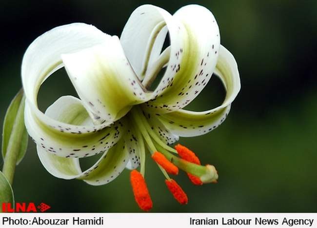 «سوسن چلچراغ»