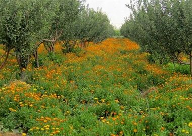 کشت و توسعه گیاهان دارویی در گلستان؛ فرصت طلایی برای کشاورزی پایدار