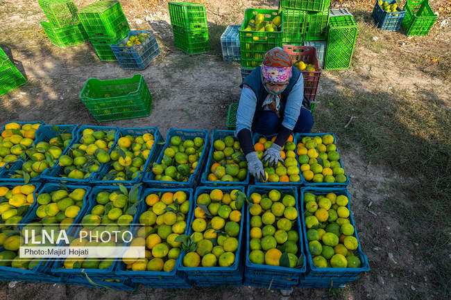 برداشت نارنگی از باغات هاشم‌آباد گرگان