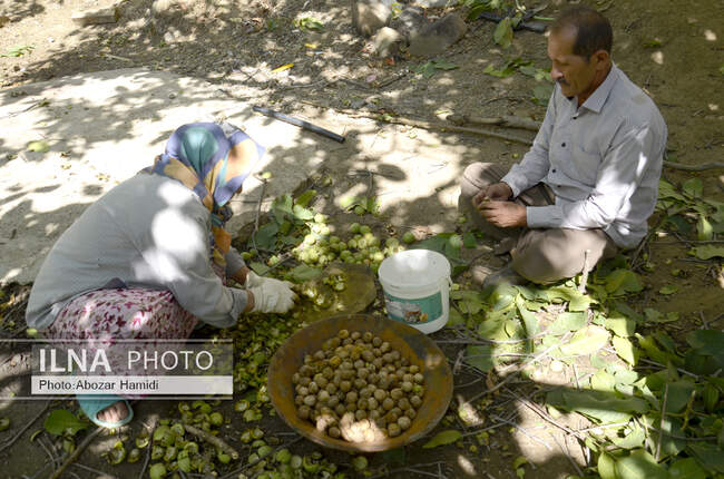 برداشت گردو در دیلمان 