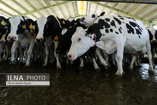 امنیت غذایی کشور از طریق دام و طیور