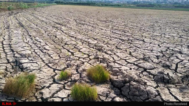 آتش بی‌آبی در شالیزاران رستم آباد -  گیلان