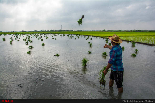 آغاز فصل نشاء برنج در مازندران
