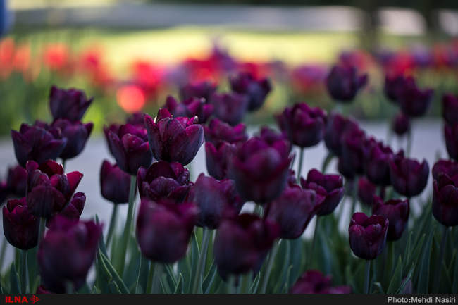 گلهای بهاری