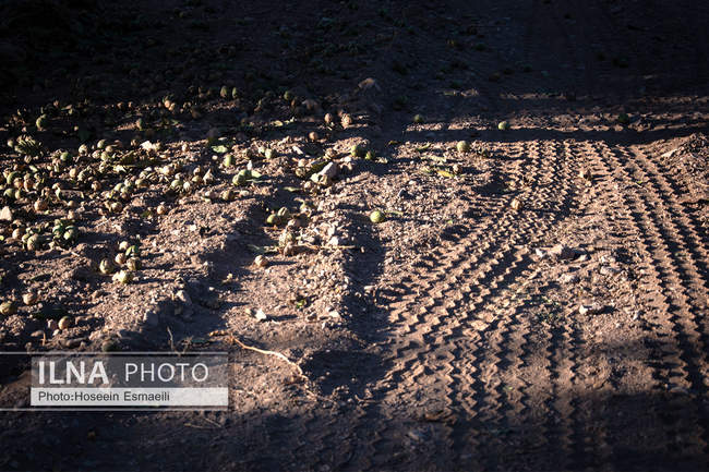 برداشت گردو اصلاح شده با دستگاه مکانیزه 