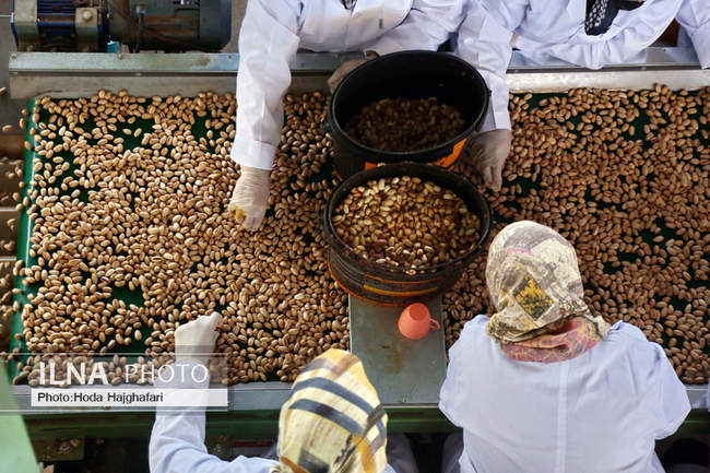 برداشت پسته از باغات نیشابور