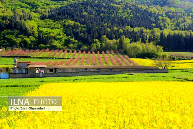 مزارع کلزا در مازندران