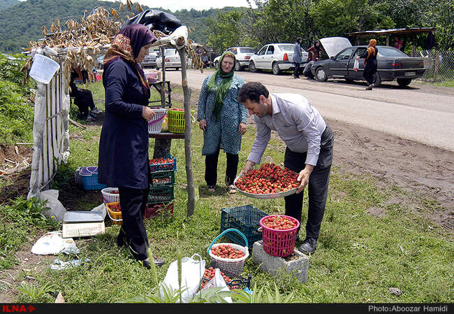 برداشت توت فرنگی در روستای سی دشت رودبار گیلان