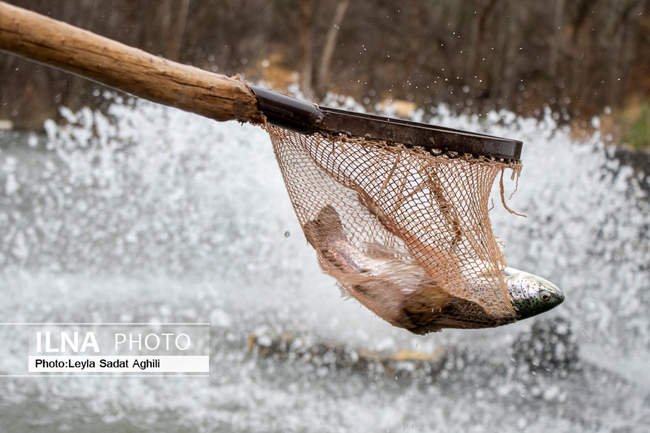 حمایت کمیته امداد امام خمینی(ره) از طرح های اشتغالزایی و تولید درشهرس