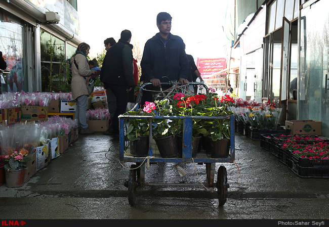 بازار گل و گیاه تهران در آستانه نوروز