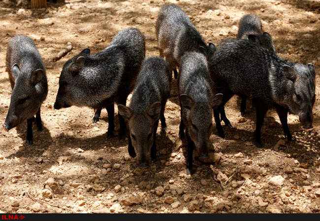 کمبود مواد غذایی در باغ وحش ونزوئلا