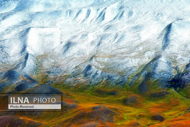 فینالیست ها و برندگان مسابقه عکاسی طبیعت وحش 2021