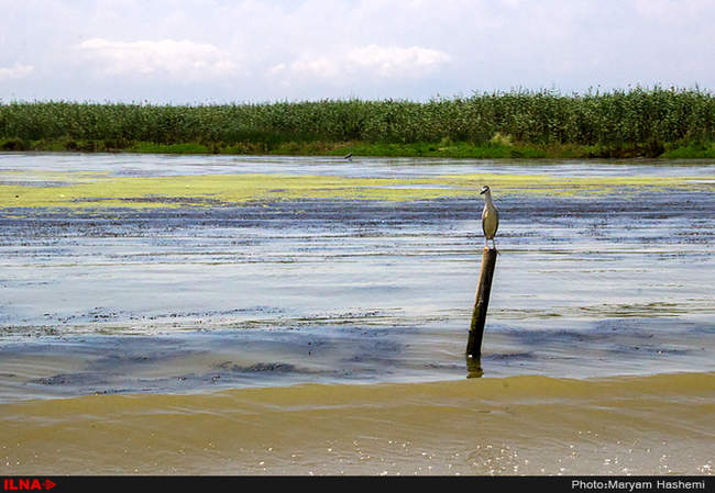 ایران زیبا / مرداب انزلی