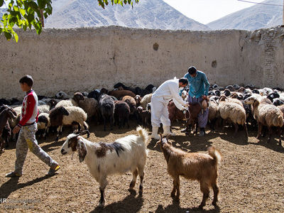 واکسیناسیون بیش از ۱۱.۵ میلیون رأس دام در آذربایجان‌غربی / تداوم کشتار غیرمجاز دام، چالشی جدی دامپزشکی در استان است