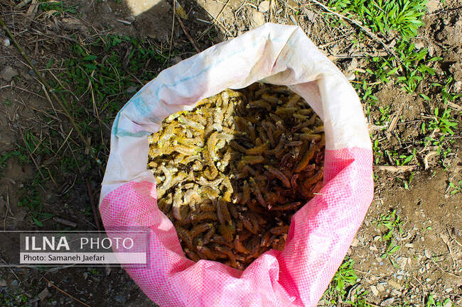 فصل برداشت بیدمشک 