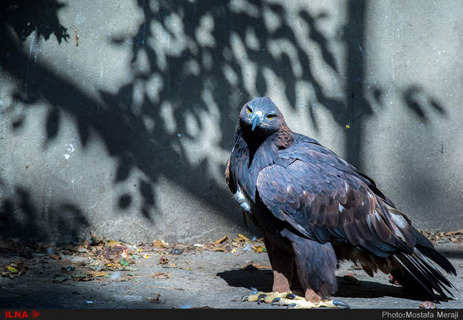 باغ وحش تفلیس از دریچه دوربین