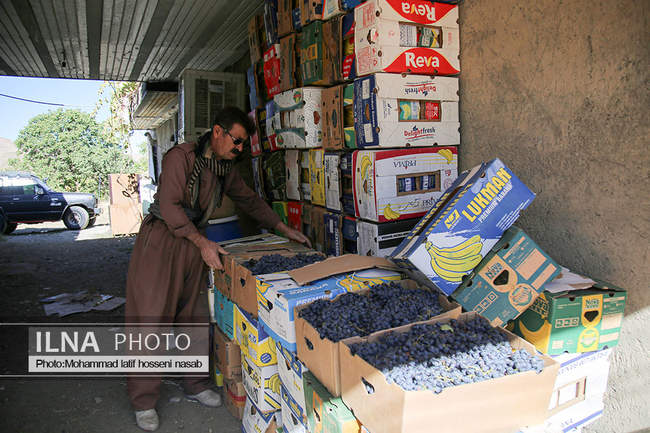 برداشت انور طلای سیاه در کردستان روستای پایگلان 