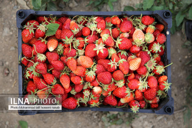 برداشت توت فرنگی در  استان کردستان ( روستای هویه )