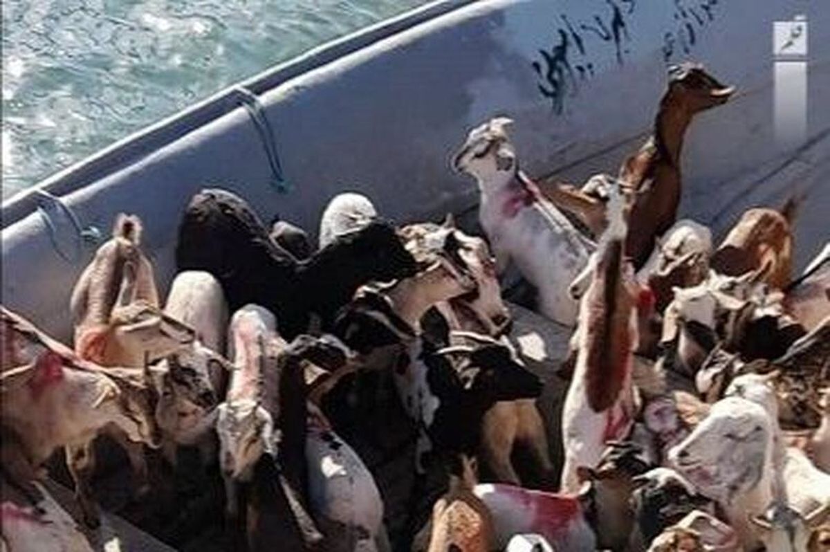 توقیف شناور حامل دام قاچاق در آب‌های خلیج فارس