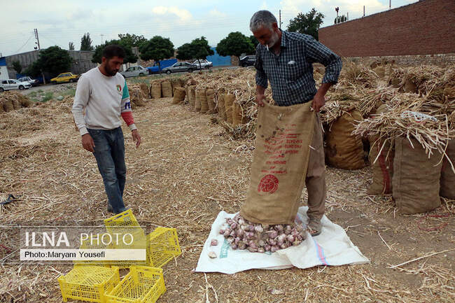 برگزاری ششمین همایش سیر در شهر تیمورلو شهرستان آذرشهر
