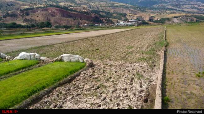 آتش بی‌آبی در شالیزاران رستم آباد -  گیلان