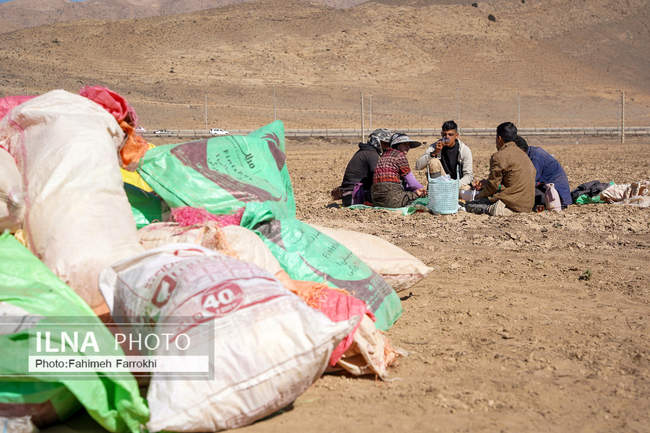 اشتغالزایی در مزارع کشاورزی سیب زمینی فیروزکوه