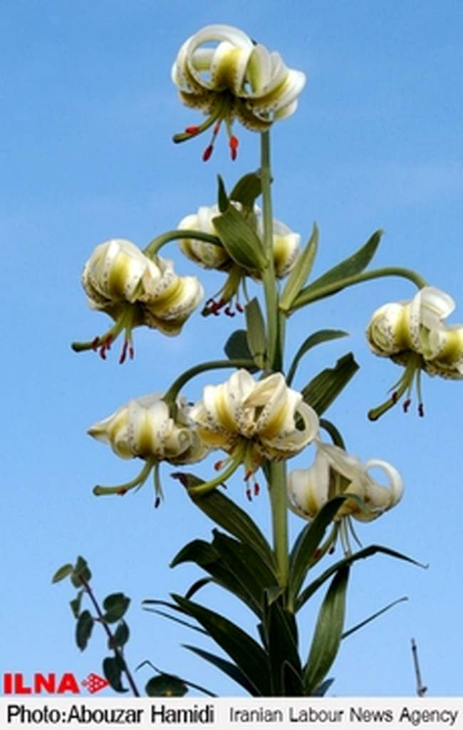 «سوسن چلچراغ»