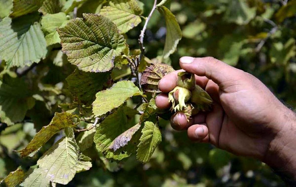  بیش از سه هزار تن فندوق از باغ های قزوین برداشت می شود 