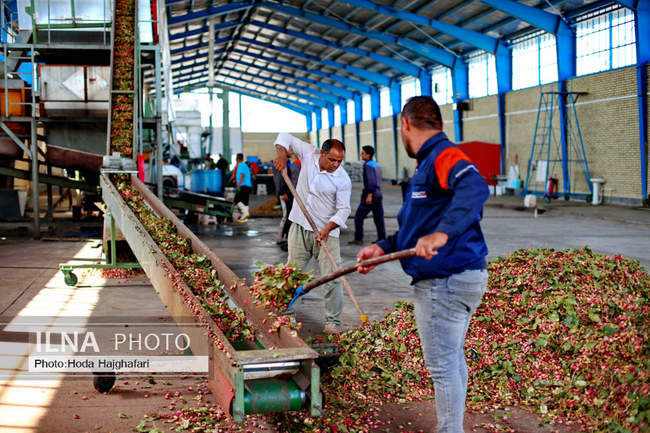 برداشت پسته از باغات نیشابور