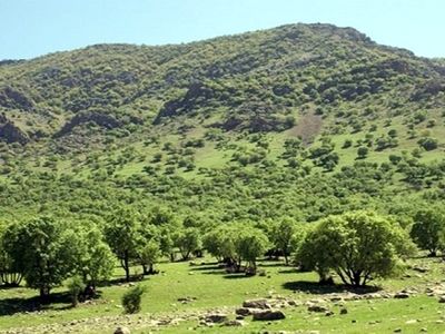 کمبود 40 نیروی جنگلبانی و قرقبانی در مرکزی 