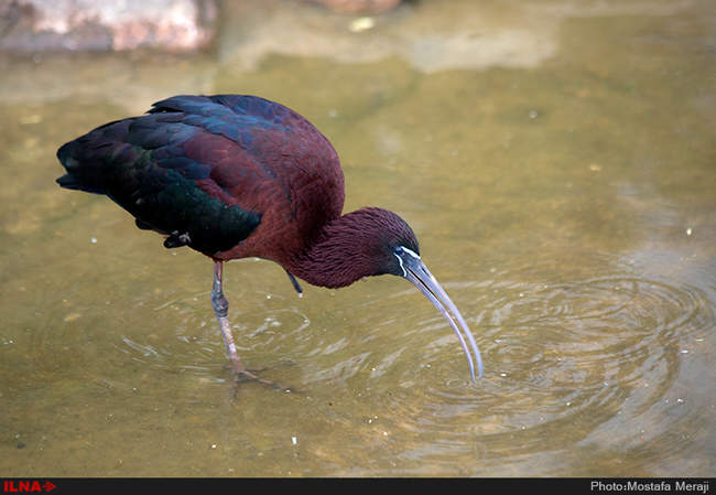باغ پرندگان اصفهان