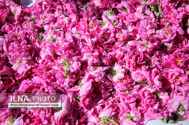 دومین جشنواره گلاب گیری روستای امروله سنندج