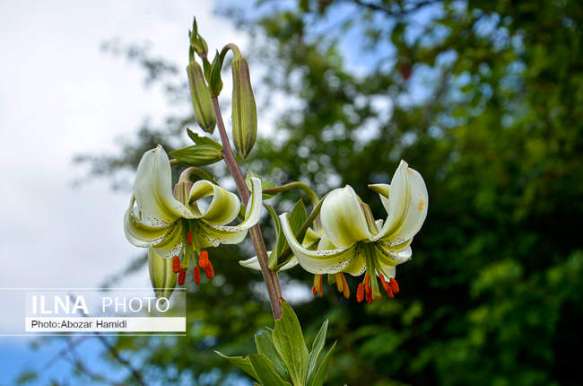 سوسن چلچراغ یکی از گونه‌های نادر