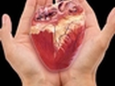 پیوند اعضای جوان ۳۲ ساله به سه بیمار حیاتی دوباره بخشید