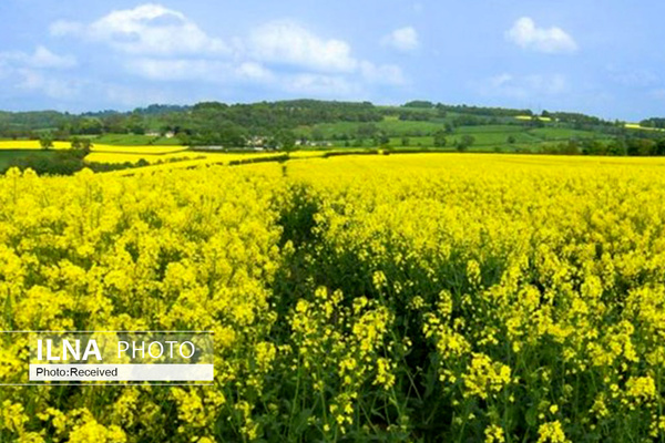 اعلام قیمت تضمینی دانه‌های روغنی و سیاست‌های حمایتی دولت
